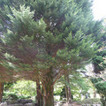 Longford Park, Trafford, Manchester